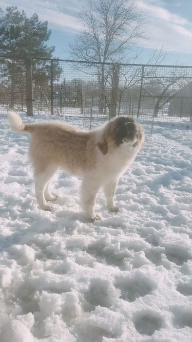 Дівчинка московської сторожової(одна)