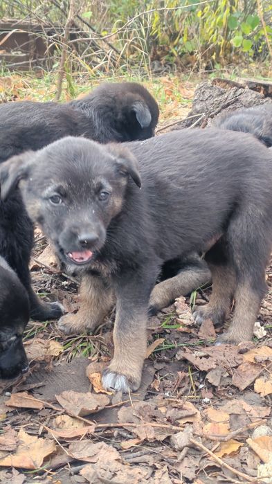 Щенки на выбор, добрым людям
