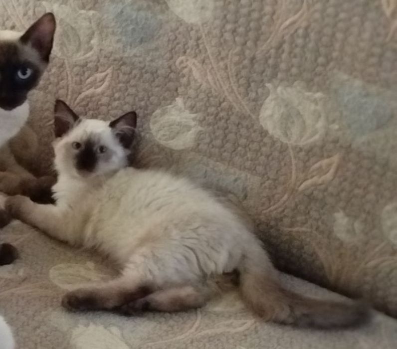 Предлагаем котчт , очтались 2 мальчика и кошечка