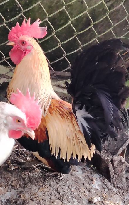 Sprzedam Parkę liliputków.