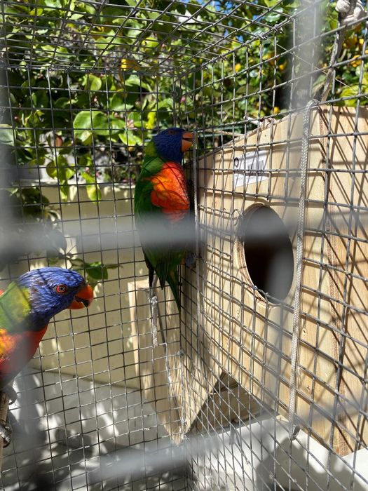 Loris Molucanos para acabar de criar à mão