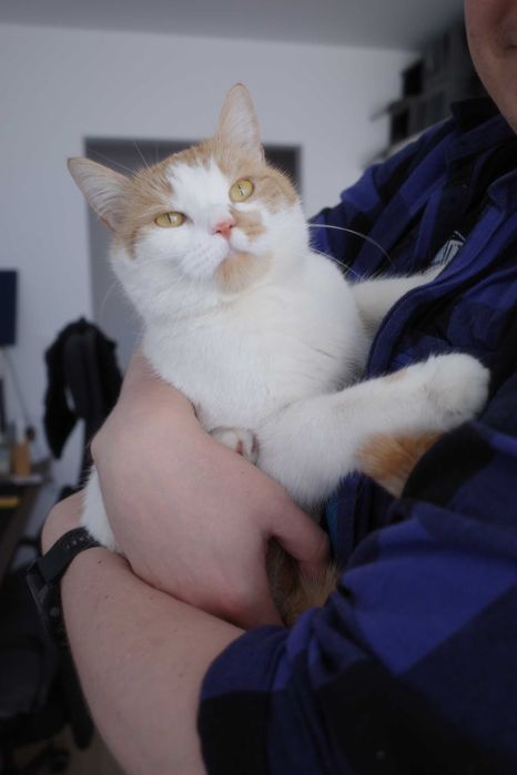 Sofia - Kotka do adopcji!