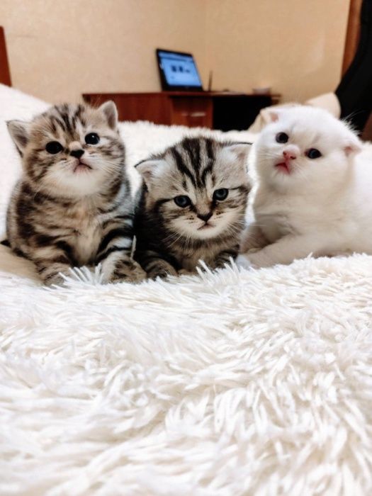 Вязка кота     .