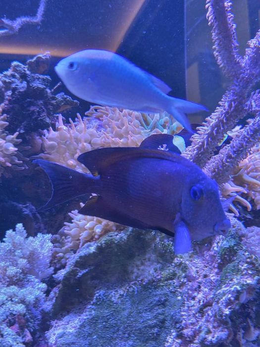 Ryba morska Ctenochaetus binotatus  15-16 cm L