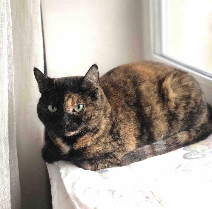 Симпатична стерилізована киця шукає дім! Їй 2,5 роки