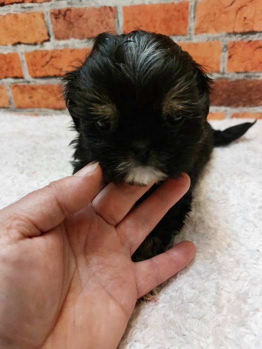 Dziewczynka Shih-tzu