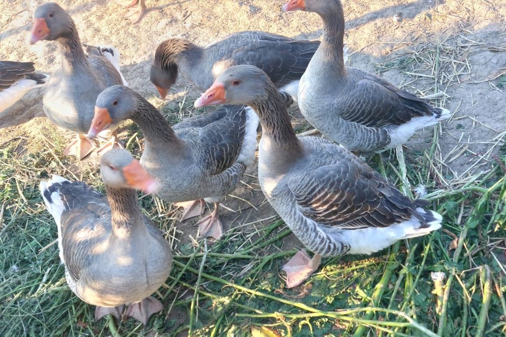 Gansos Toulouse e ovos