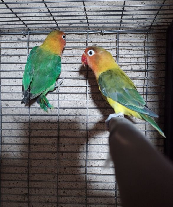 Agapone fisher casal