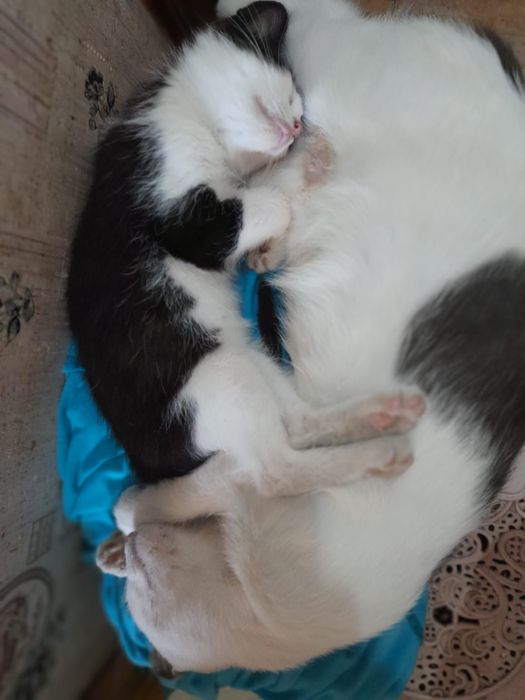 Віддам кошеня у добрі руки