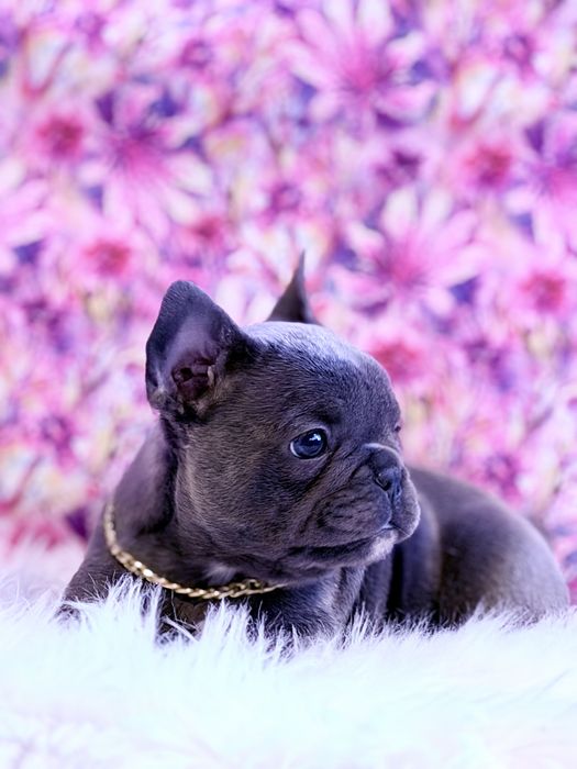 Buldog Francuski  Blue Czarny Marengo