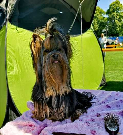 Chłopczyk York ZkwP Fci