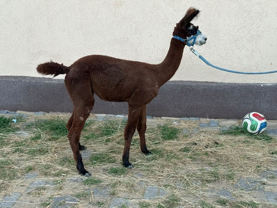 Alpaki samica +2samce