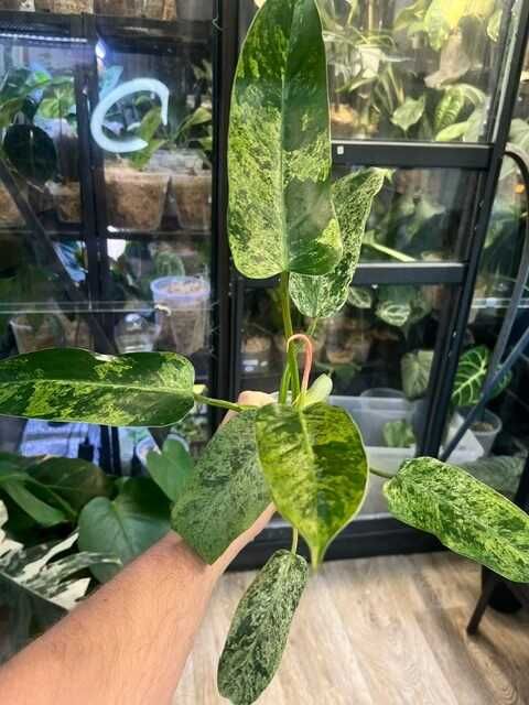 Philodendron Whipple Way mint