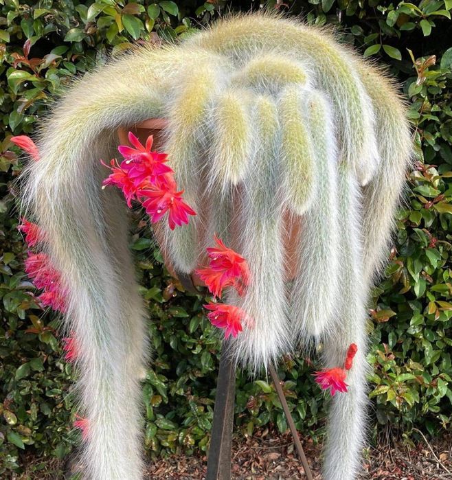 Cactos rabo de macaco. 
Planta exótica e