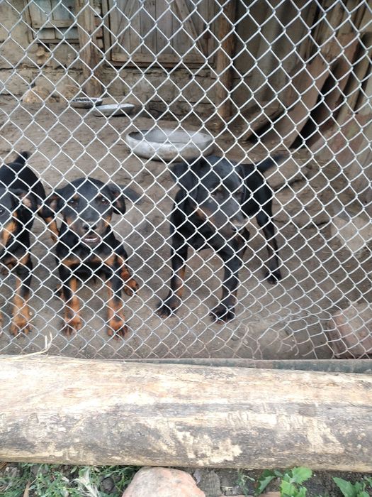 Щенки немецкого ягтерьера