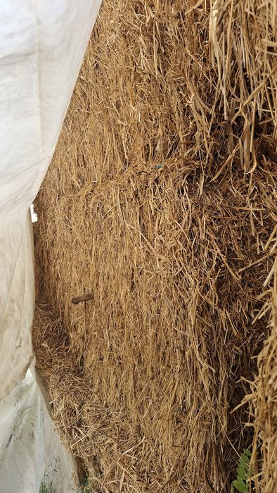 Fardos de palha com mistura de feno com tremecilha