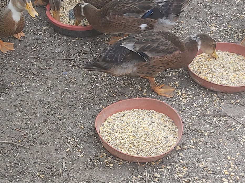 Vendo patos rouen