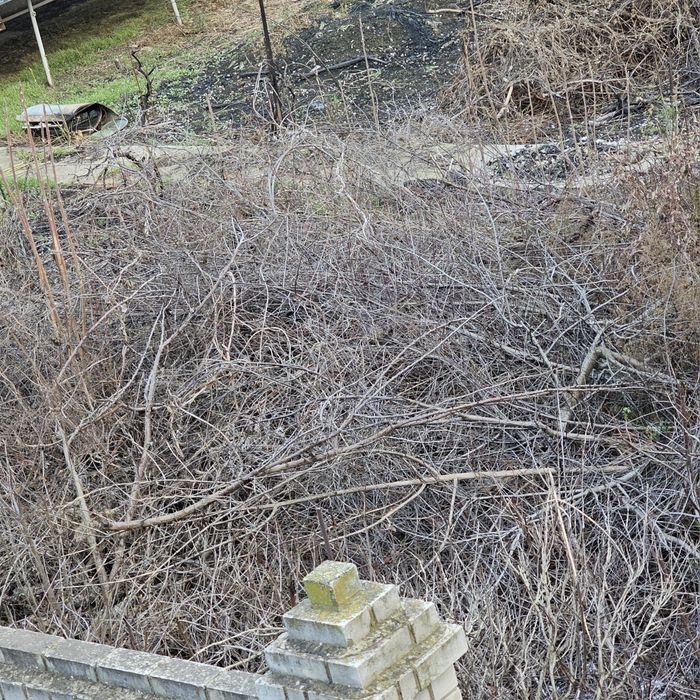 Дрова ветки щепа БЕСПЛАТНО