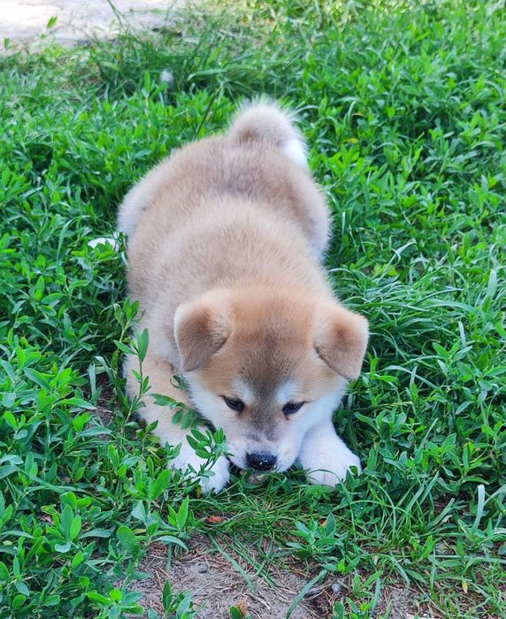 Akita inu socjalizowana przez zoopsychologa