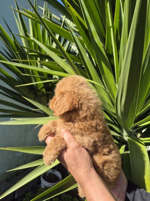 Maltipoo fofinho