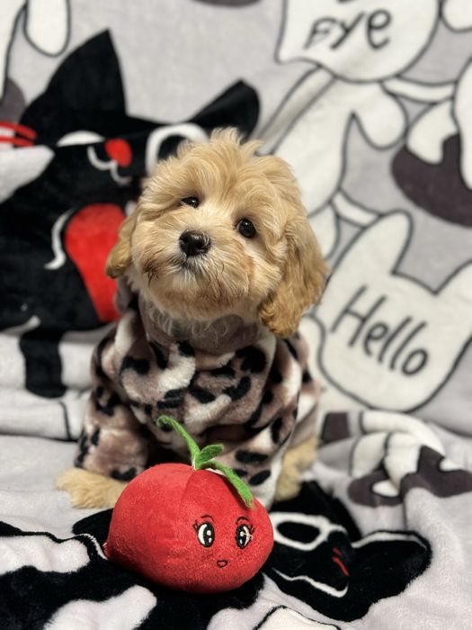 Милая мальтипу девочка