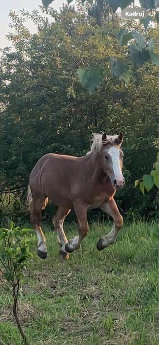 2 letni ogier Polski Koń Zimnokrwisty PKZ