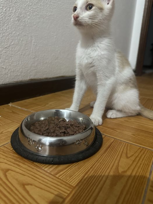 Gatinho macho para Doação