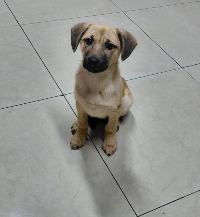 Рыжулька в хорошие ручки!