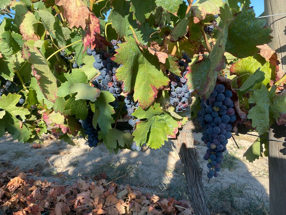 Uvas para vinho