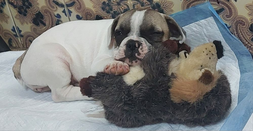 Bulldog francês menina
