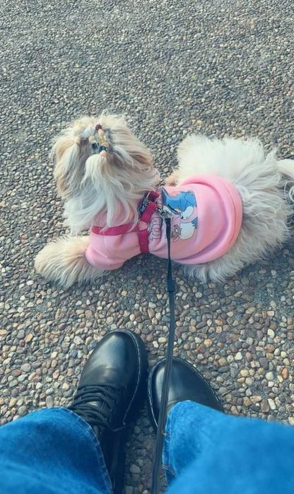 Pet Sitting and Dog Walking Service