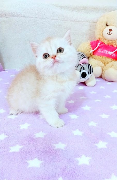 Лялькова дівчинка красунечка срібляста шиншилка