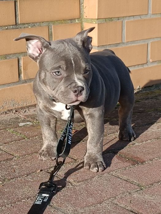 Pies American bully Perun
pocket/standard

Data urodzenia 24.08.2025