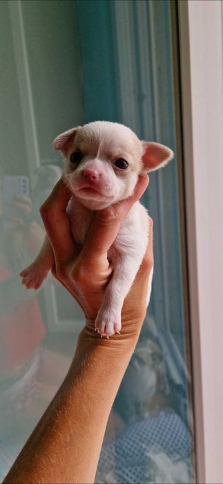 Fêmea chihuahua mini toy