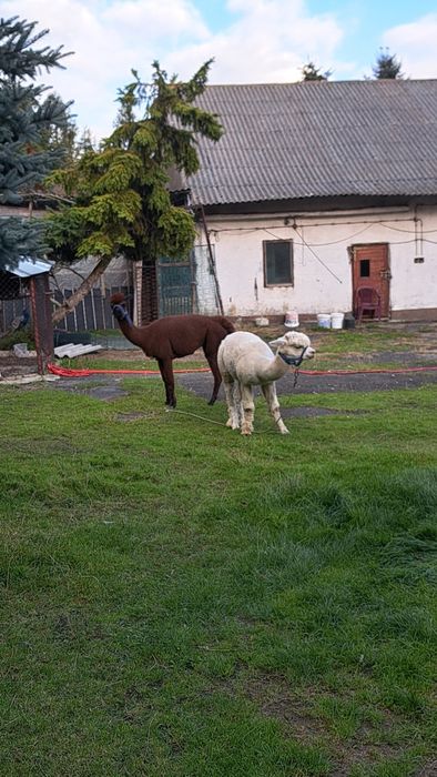 Alpaki para sprzedam