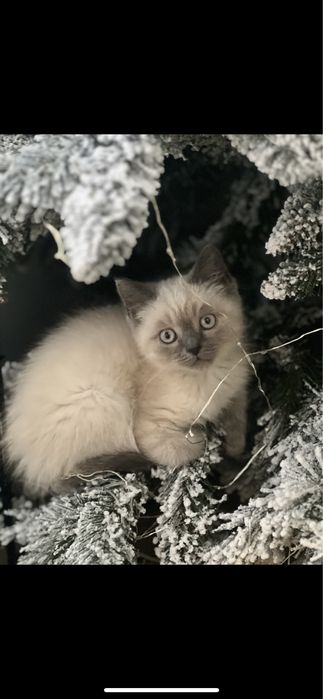 Британськие котята блю поинт