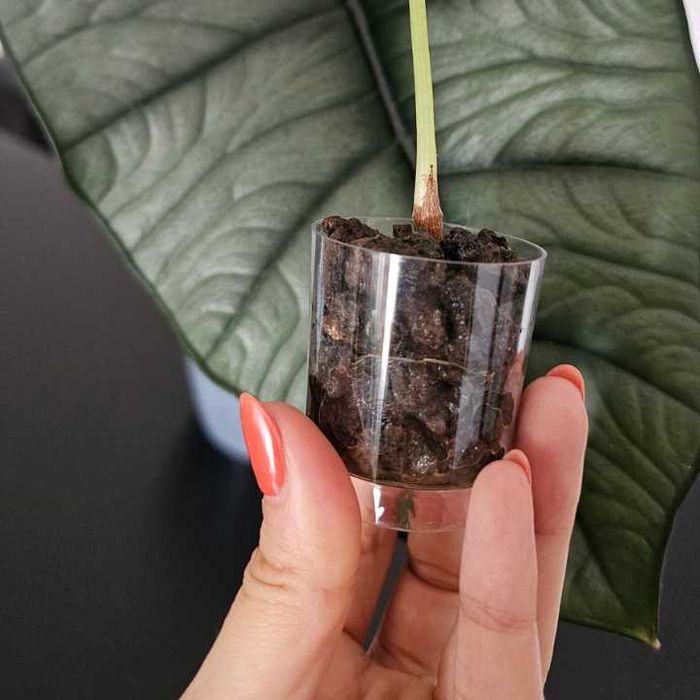 Alocasia Platinum Baby Plant