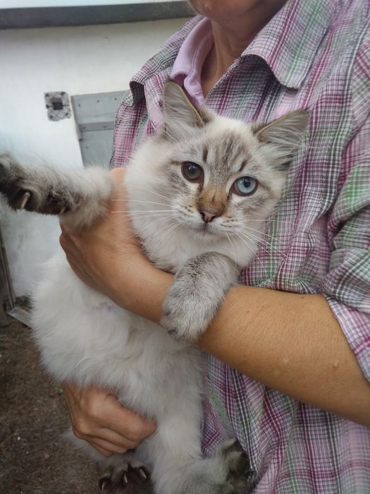 Віддам Котика у добрі руки