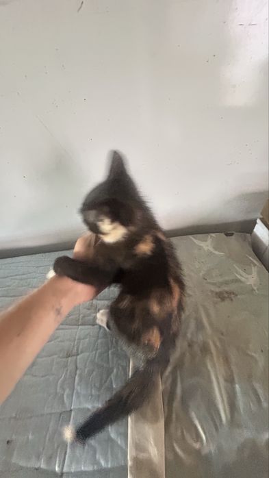 Gatos para adopção