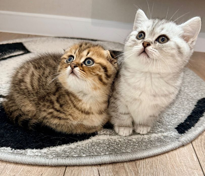 Продам кошенят скотіш фолд
