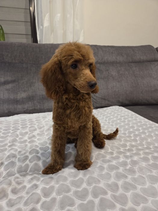 Pudel miniaturowy szczeniak piesek