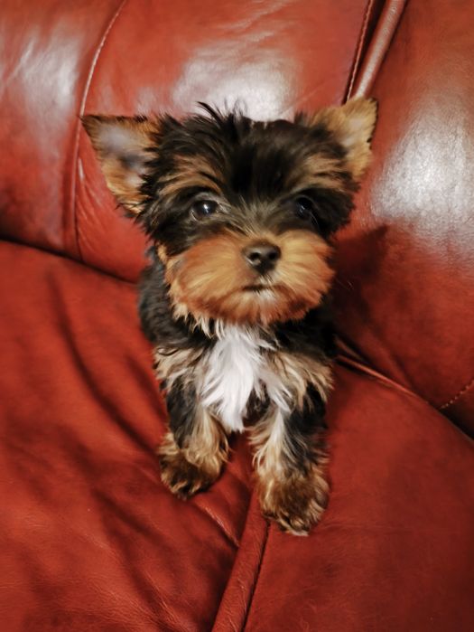 Продам цуценят йориків