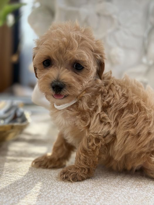 Maliutka sunia maltipoo xs