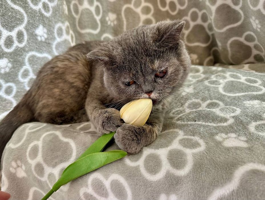 Отдам даром в добрые руки кошечку шотландской породы