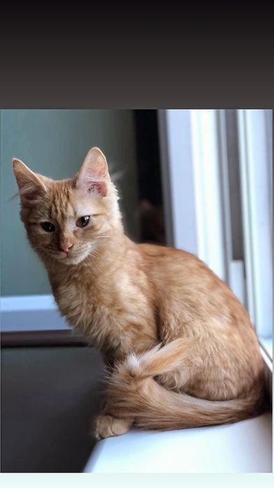 Отдам рыжего котенка, мальчик, 4 месяца