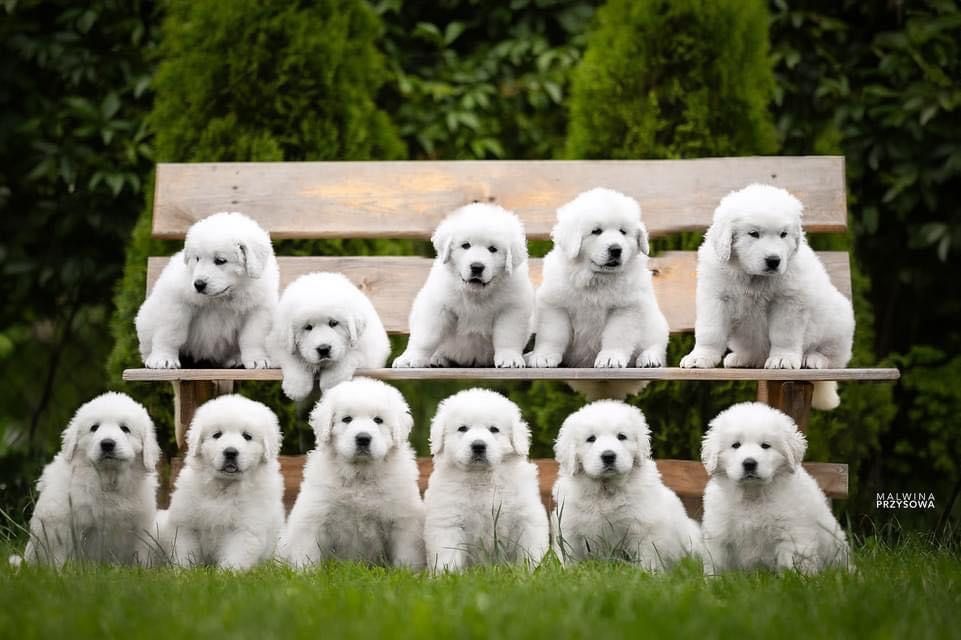 Szczeniak Owczarek Podhalański rezerwacje wiosna/lato 2026