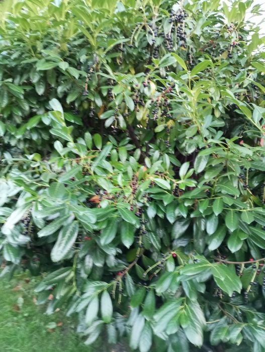 Лавровишня є як насіння,кущик і великий кущ