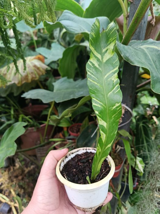 Папороть поліподіум polypodium variegata