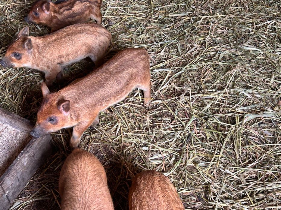 Продам свиней венгерська мангалиця