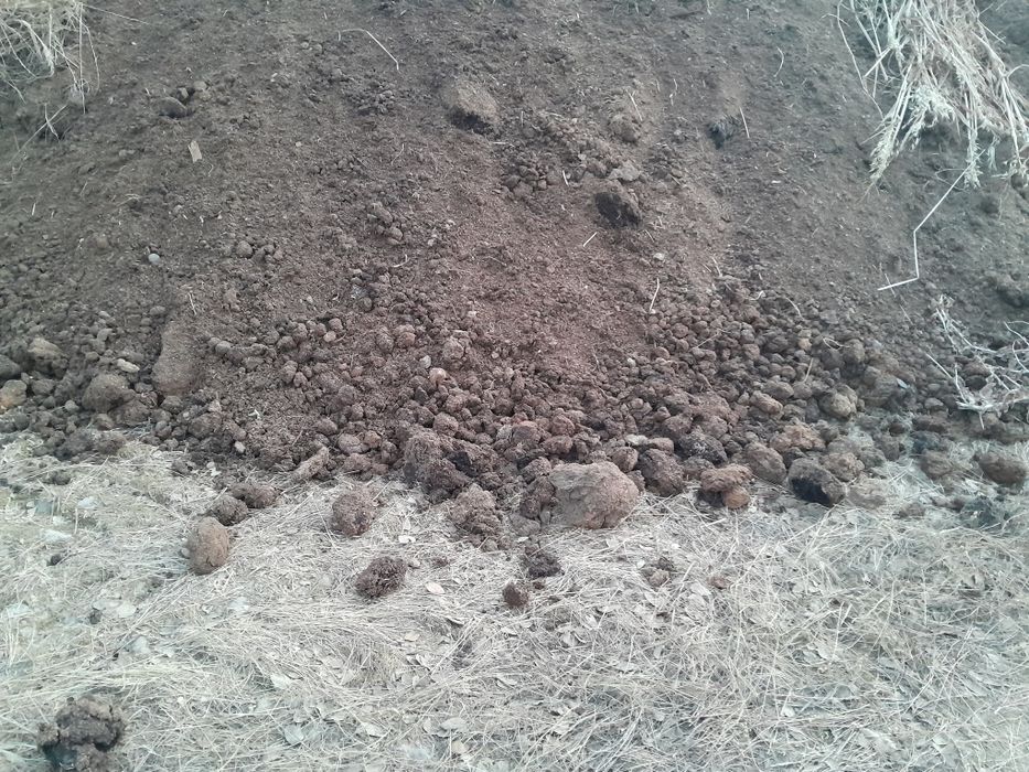 Estrume biologico de cavalos sem químicos